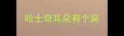 哈士奇耳朵有个窝