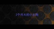 2个月大的小土狗