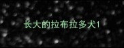 长大的拉布拉多犬