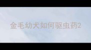 金毛幼犬如何驱虫药