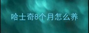 哈士奇8个月怎么养