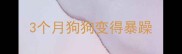 3个月狗狗变得暴躁