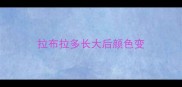 拉布拉多长大后颜色变