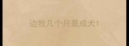 边牧几个月是成犬
