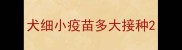 犬细小疫苗多大接种