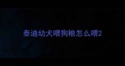 泰迪幼犬喂狗粮怎么喂