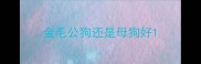 金毛公狗还是母狗好