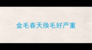 金毛春天換毛好严重