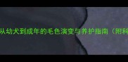 拉布拉多全从幼犬到成年的毛色演变与养护指南附科学养护方案