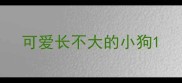 可爱长不大的小狗