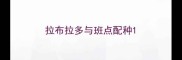 拉布拉多与班点配种