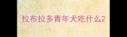 拉布拉多青年犬吃什么