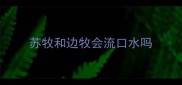 苏牧和边牧会流口水吗