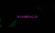 怎么判断边牧生病