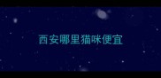 西安哪里猫咪便宜