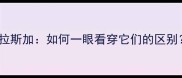 哈士奇VS阿拉斯加如何一眼看穿它们的区别附养宠指南