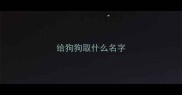 给狗狗取什么名字