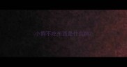 小狗不吃东西是什么病