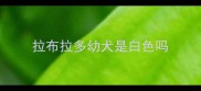 拉布拉多幼犬是白色吗