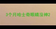 3个月哈士奇眼睛没神