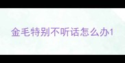 金毛特别不听话怎么办