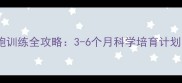 金毛幼犬长跑训练全攻略3-6个月科学培育计划与注意事项