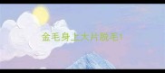 金毛身上大片脱毛