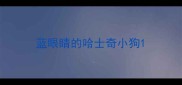 蓝眼睛的哈士奇小狗