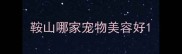 鞍山哪家宠物美容好