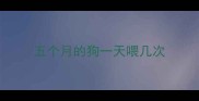 五个月的狗一天喂几次