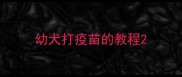 幼犬打疫苗的教程