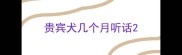 贵宾犬几个月听话