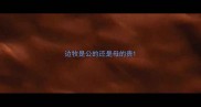 边牧是公的还是母的贵