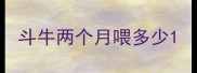 斗牛两个月喂多少