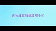 边牧耸耳和折耳那个纯
