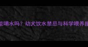 两个月大的泰迪幼犬能喝水吗幼犬饮水禁忌与科学喂养指南附feeding表