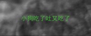 小狗吃了吐又吃了