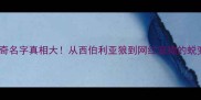 哈士奇名字真相大从西伯利亚狼到网红宠物的蜕变史