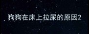 狗狗在床上拉屎的原因