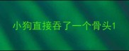 小狗直接吞了一个骨头