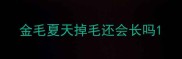 金毛夏天掉毛还会长吗