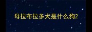 母拉布拉多犬是什么狗