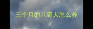 三个月的八哥犬怎么养