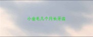 小金毛几个月长牙齿