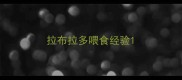 拉布拉多喂食经验