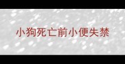 小狗死亡前小便失禁