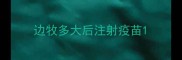 边牧多大后注射疫苗