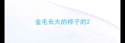 金毛长大的样子的