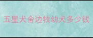 五星犬舍边牧幼犬多少钱