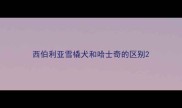 西伯利亚雪橇犬和哈士奇的区别
